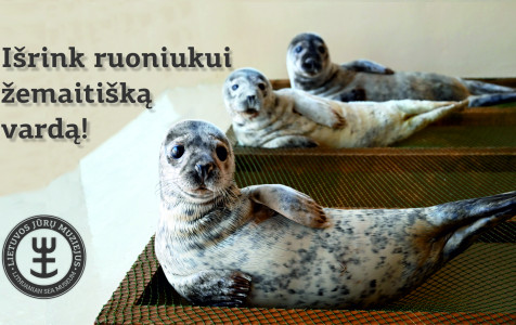 ruoniukai1.jpg