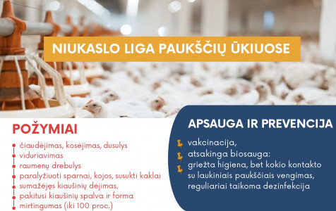 Niukaslo liga paukščių ūkiuose požymiai apsauga ir prevencija_page-0001.jpg